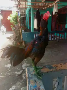 Ayam Bangkok X Pakhoy Muda