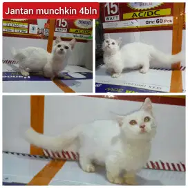 Lepas adopsi kucing munchkin cebol jantan