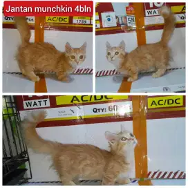 Lepas adopsi kucing munchkin cebol jantan 4bln