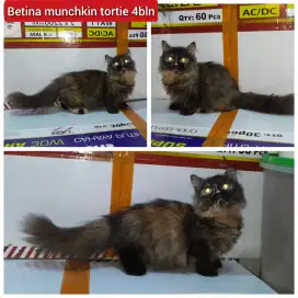 Lepas adopsi kucing munchkin cebol betina 4bln