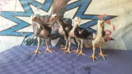 PUKUL MATI KO PEMBUNUH Anak Khoytrad Phakoy Ayam import Bangkok impor