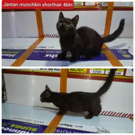 Lepas adopsi kucing munchkin shorthair jantan 4bln