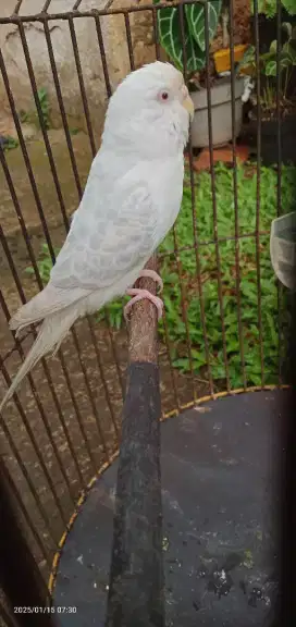 Burung parkit isian kenari /minus mata satu bawa.n lahur