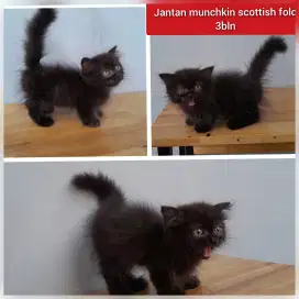 Lepas adopsi kucing munchkin jantan