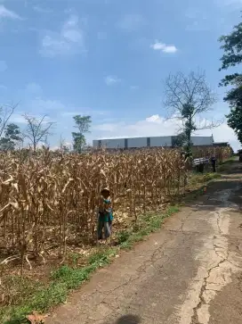 Dijual Tanah kebun Multi Fungsi