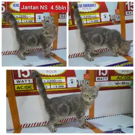 Lepas adopsi kucing persia NS jantan