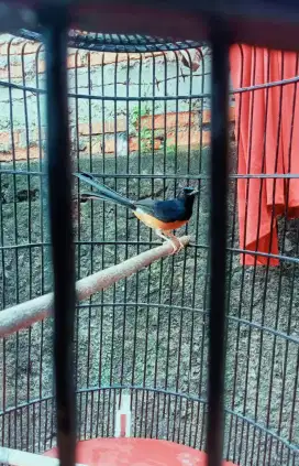 Jual burung murai batu MH