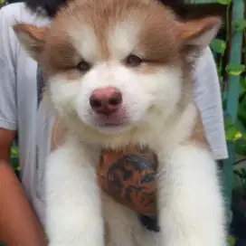 Alaskan malamute jantan red