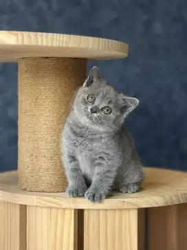 Brittish shorthair