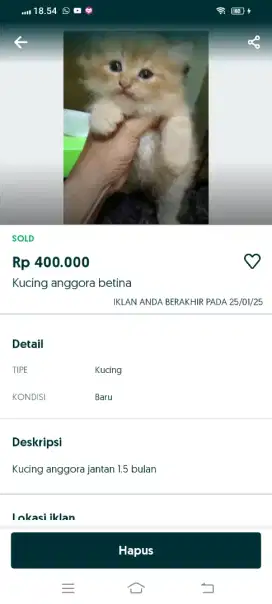 Kucing anggora jantan