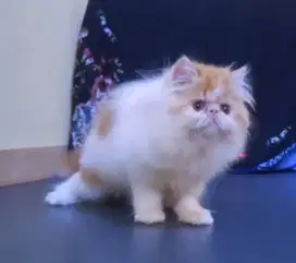 Kitten persian peaknose