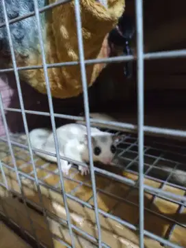 Sugar glider murah