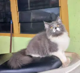 Kitten betina cantik