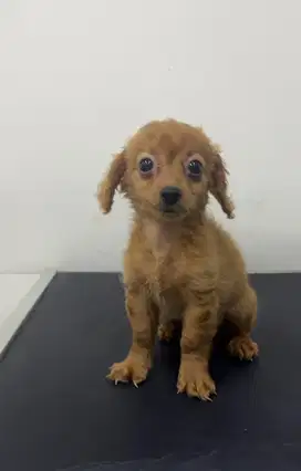 Open Semi Free Adopt Anjing Red Tiny Toy Poodle Female