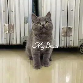 Kucing british shorthair betina 3 bulan