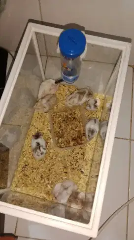 Borongan hewan saja hamster syirian mix kelamin & usia barter ajukan