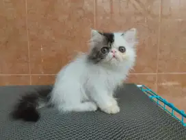 Kucing/ kitten peaknose longhair jantan