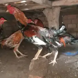 Jual Ayam kampung