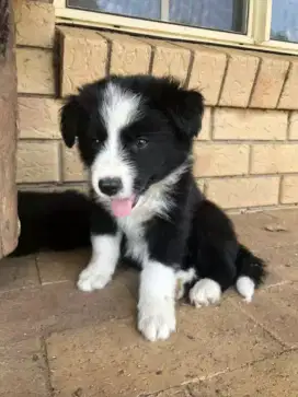 DIJUAL PUPPY ANJING BORDER COLLIE