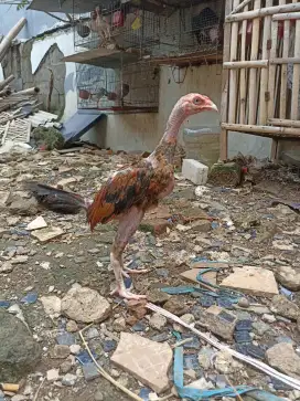 Ayam bangkok jantan mata kristal