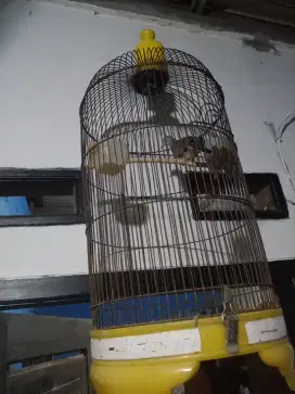 Burung perkutut fulset