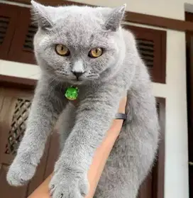 Kucing british shorthair bsh british shorthair