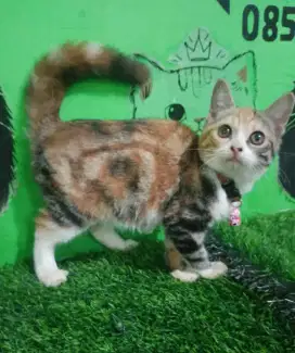 Kitten mix be*ng*al