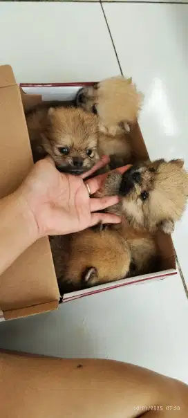 Jual minipom murah lucu