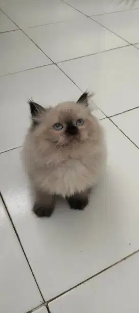 Kucing persia ragdoll himalaya