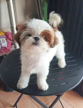 MINI SHIHTZU BETINA