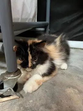 Lepas adopsi kucing calico betina