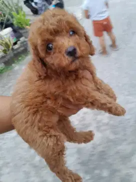 Puppy red toy poodle jantan/betina