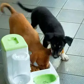 Anak Anjing yang berminat dipersilahkan