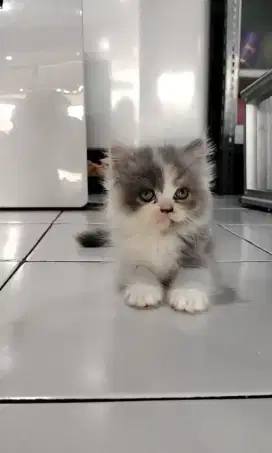 Kitten lucu betina