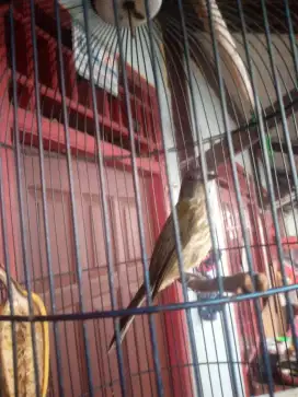 Burung cucak rawis