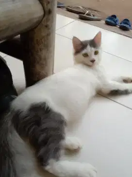 Kitten (anak kucing)