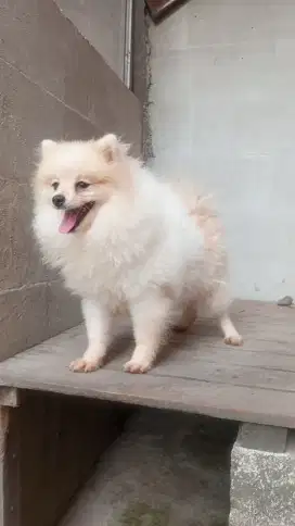 MINI POMERANIAN