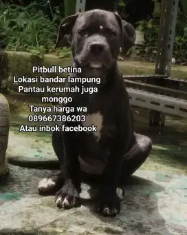 Pitbull betina calon besar