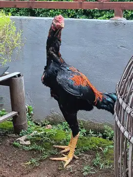 Ayam bangkok masih gress