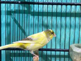 Burung kenari gacor isian lovebird ngekek warna bon kuning simetris