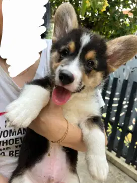 Dijual Baby Corgi Bersurat