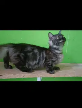 Kucing Munchkin kaki pendek (cebol)