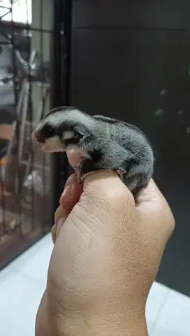 Sugar glider Clasic grey