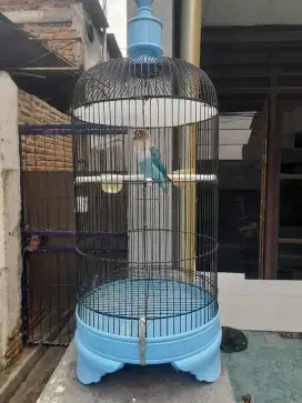 GAGO LOVEBIRD KOBAL BETINA FIGHTER PRESTASI BANYAK SERING JUARA 1+2+3