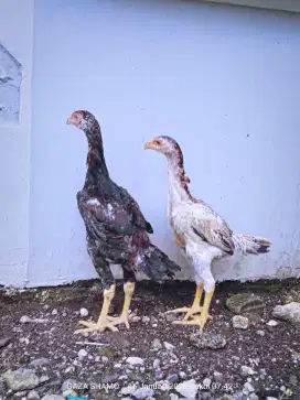 Anak ayam shamo eropa