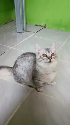 Kucing Munchkin cebol