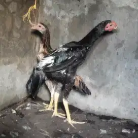 Anak ayam indio gigante umur 4.5 bulan sepasang