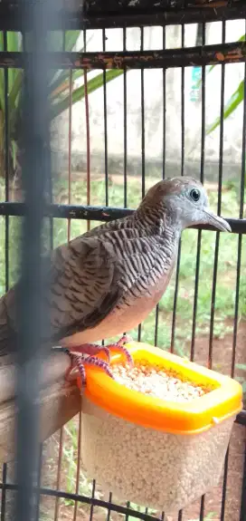 Burung perkutut gacor