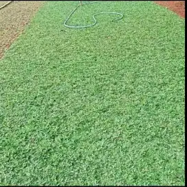 rumput gajah mini permeter