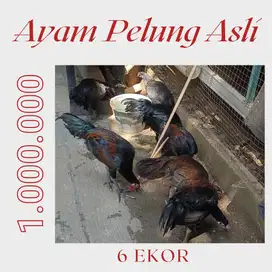 AYAM PELUNG ASLI UKURAN SEDANG (6 EKOR) HARGA 1jt